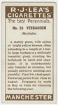 Verbascum (Mullein).