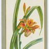 Hemerocallis fulva (Day lily).