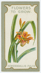 Hemerocallis fulva (Day lily).