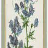 Aconitum napellus pyramidalis (Monk's hood).