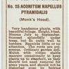 Aconitum napellus pyramidalis (Monk's hood).