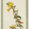Oenothera fraseri (Fraser's evening primrose).