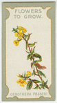 Oenothera fraseri (Fraser's evening primrose).
