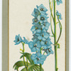 Delphinium "belladonna" (Perennial larkspur).