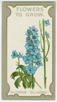 Delphinium "belladonna" (Perennial larkspur).