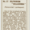 Delphinium "belladonna" (Perennial larkspur).