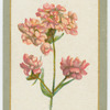 Lychnis viscaria.