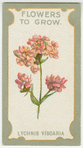 Lychnis viscaria.