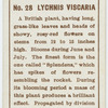 Lychnis viscaria.