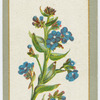 Anchusa italica (Bugloss).
