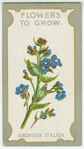 Anchusa italica (Bugloss).