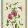 Lathyrus grandi-florus (The large-flowered everlasting pea).