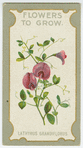 Lathyrus grandi-florus (The large-flowered everlasting pea).
