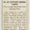 Lathyrus grandi-florus (The large-flowered everlasting pea).