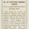 Lathyrus grandi-florus (The large-flowered everlasting pea).