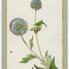 Echinops ritro (The globe thistle).