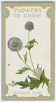 Echinops ritro (The globe thistle).