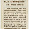 Echinops ritro (The globe thistle).