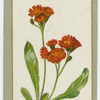 Hieracium aurantiacum.