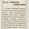 Hieracium aurantiacum.