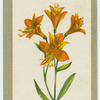 Alstromeria aurantiaca (Peruvian lily).