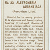 Alstromeria aurantiaca (Peruvian lily).