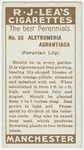 Alstromeria aurantiaca (Peruvian lily).