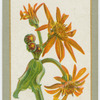 Senecio clivorum.