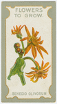 Senecio clivorum.