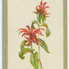 Monarda didyma (Bergamot).