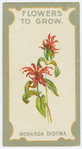 Monarda didyma (Bergamot).