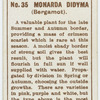 Monarda didyma (Bergamot).