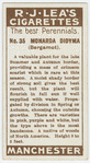Monarda didyma (Bergamot).