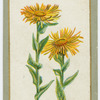 Inula glandulosa (The glandular fleabane).
