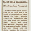 Inula glandulosa (The glandular fleabane).