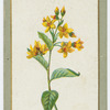 Lysimachia vulgaris (Yellow loose-strife).