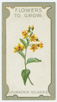 Lysimachia vulgaris (Yellow loose-strife).