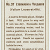 Lysimachia vulgaris (Yellow loose-strife).