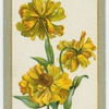 Helenium pumilum (Dwarf sneezewort).