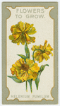 Helenium pumilum (Dwarf sneezewort).