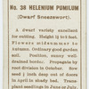 Helenium pumilum (Dwarf sneezewort).