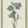 Campanula persicifolia (The peach-leaved bell-flower).