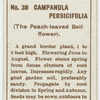 Campanula persicifolia (The peach-leaved bell-flower).