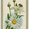 Chrysanthemum maximum (Ox-eye daisy) (King Edward VII).