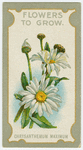 Chrysanthemum maximum (Ox-eye daisy) (King Edward VII).