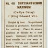 Chrysanthemum maximum (Ox-eye daisy) (King Edward VII).
