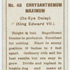 Chrysanthemum maximum (Ox-eye daisy) (King Edward VII).