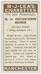 Chrysanthemum maximum (Ox-eye daisy) (King Edward VII).