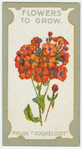 Phlox "Coquelicot".