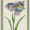 Iris Loevicata (Japanese iris).